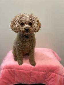 Mini Poodles - Photo 3