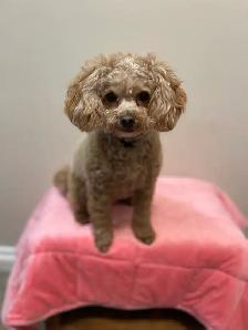 Mini Poodles - Photo 4