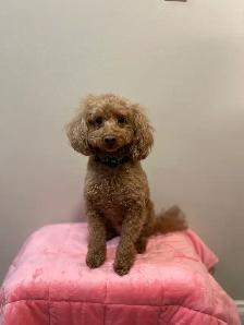 Mini Poodles - Photo 5