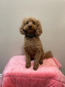 Mini Poodles - Photo 6