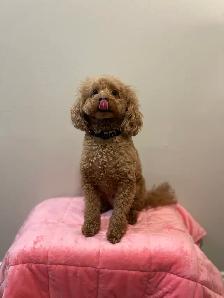 Mini Poodles - Photo 7