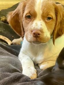 Pure-Bred Brittany Spaniel Puppy