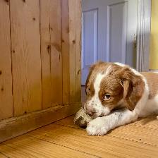 Pure-Bred Brittany Spaniel Puppy - Photo 2