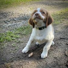 Pure-Bred Brittany Spaniel Puppy - Photo 3
