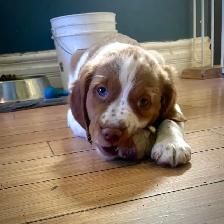 Pure-Bred Brittany Spaniel Puppy - Photo 4