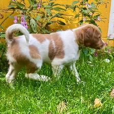 Pure-Bred Brittany Spaniel Puppy - Photo 5