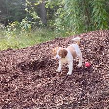 Pure-Bred Brittany Spaniel Puppy - Photo 6