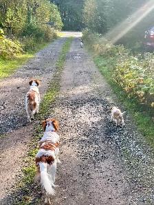 Pure-Bred Brittany Spaniel Puppy - Photo 7