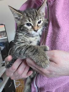 Chatons Bengals X à vendre