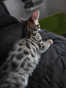 Chatons Bengals X à vendre - Photo 5