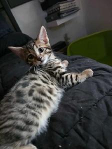 Chatons Bengals X à vendre - Photo 6