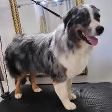 Dog Grooming Service - Photo 2