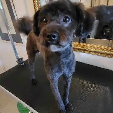 Dog Grooming Service - Photo 3