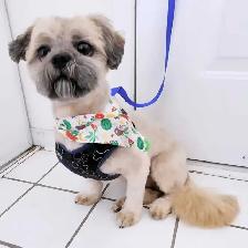 Dog Grooming Service - Photo 5