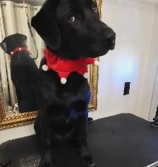 Dog grooming and doggy daycare services - Photo 2