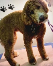 Dog grooming and doggy daycare services - Photo 3