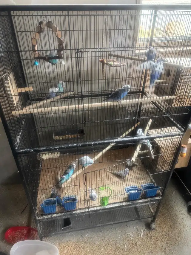 Free budgies
