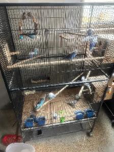 Free budgies
