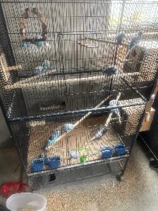 Free budgies - Photo 2