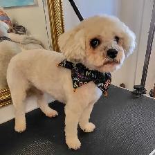Dog grooming service - Photo 2