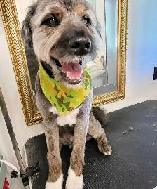 Dog grooming service - Photo 4