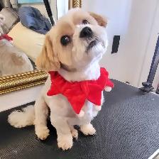Dog grooming - Photo 3