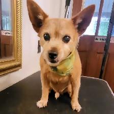 Dog grooming - Photo 4