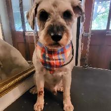 Dog grooming - Photo 5