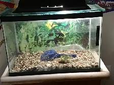 25 GALLON HAMSTER TANK WITH GLASS  LID FOR SALE.