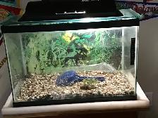 25 GALLON HAMSTER TANK WITH GLASS  LID FOR SALE. - Photo 2