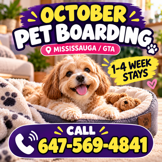 October Pet Boarding Mississauga | 1–4 Week Stays