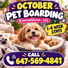 October Pet Boarding Mississauga | 1–4 Week Stays