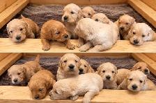 Golden Retriever Puppies