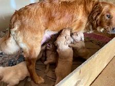 Golden Retriever Puppies - Photo 2