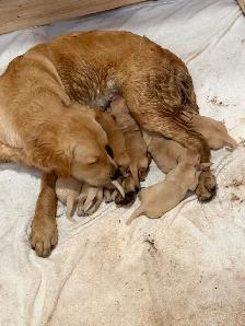 Golden Retriever Puppies - Photo 3