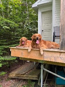 Golden Retriever Puppies - Photo 4