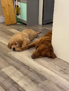 Golden Retriever Puppies - Photo 5
