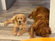 Golden Retriever Puppies - Photo 6