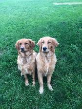 Golden Retriever Puppies - Photo 7