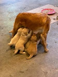 Golden Retriever Puppies - Photo 8