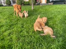 Golden Retriever Puppies - Photo 9