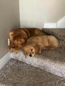 Golden Retriever Puppies - Photo 10