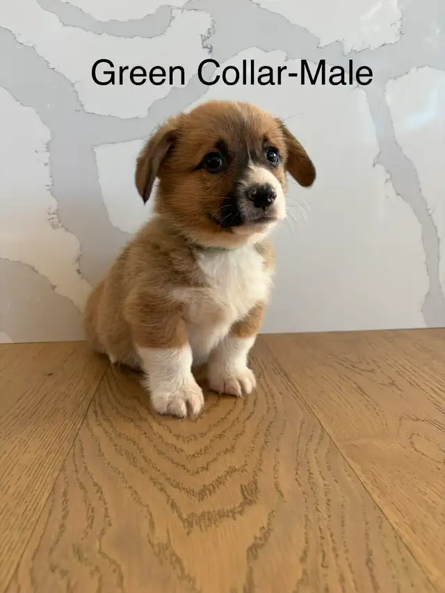 Adorable Purebred Corgi’s