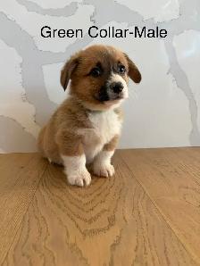 Adorable Purebred Corgi’s