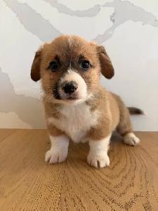 Adorable Purebred Corgi’s - Photo 2