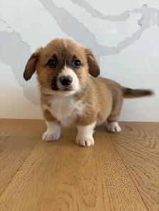 Adorable Purebred Corgi’s - Photo 3