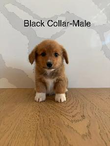 Adorable Purebred Corgi’s - Photo 5