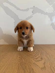 Adorable Purebred Corgi’s - Photo 6