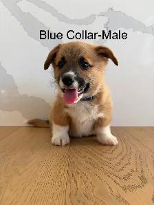 Adorable Purebred Corgi’s - Photo 8