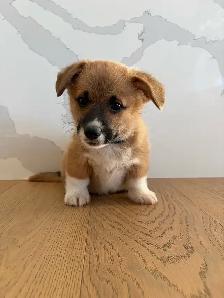 Adorable Purebred Corgi’s - Photo 9